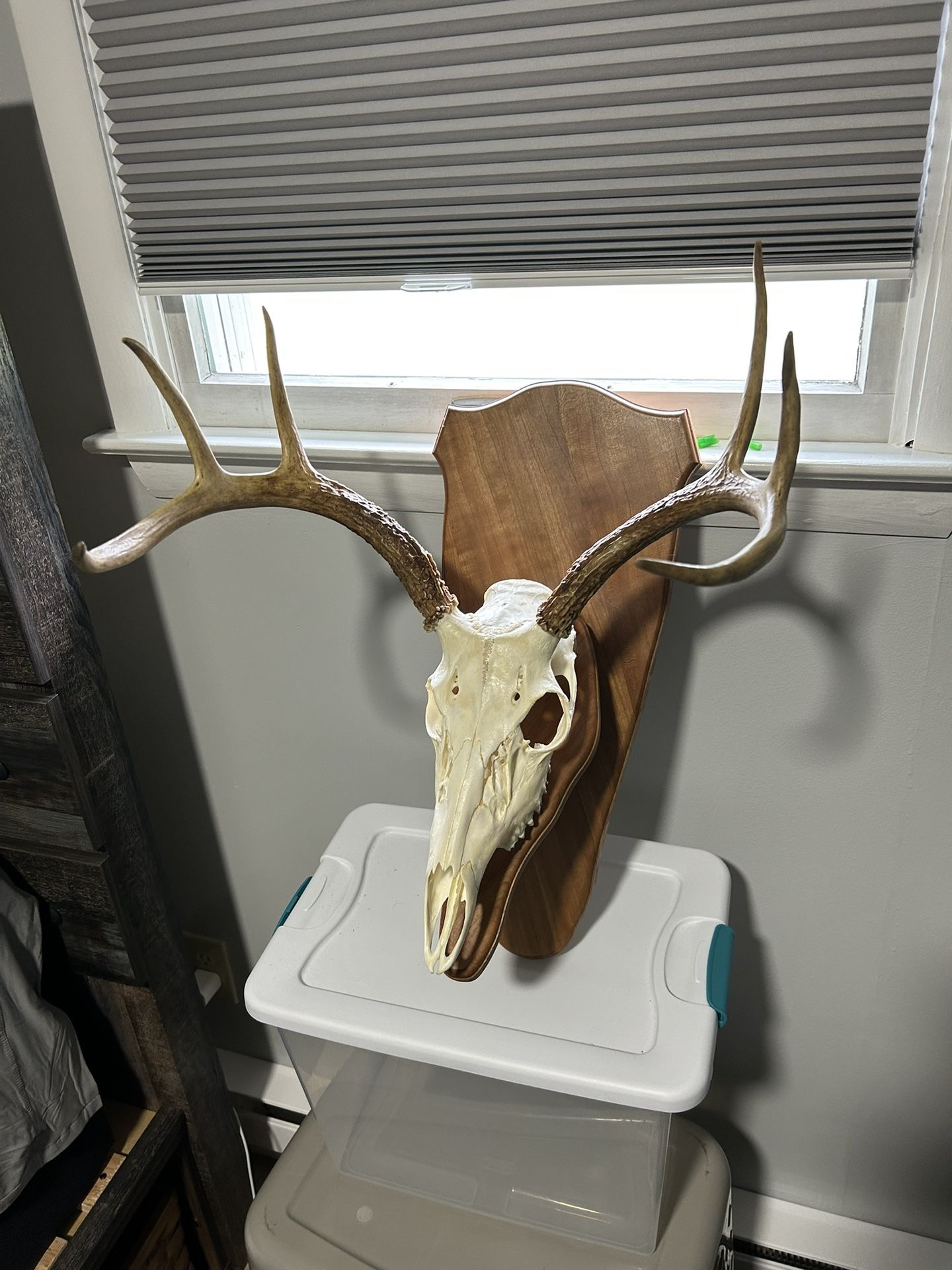 Hand Made Euro Mount Deer Hanger
