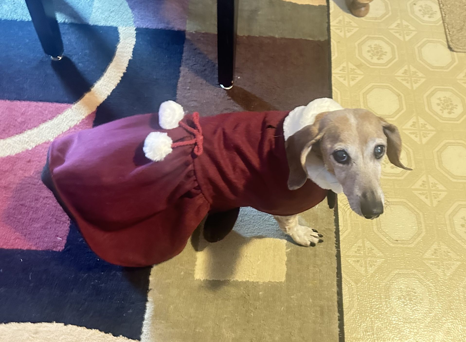 Dog Petticoat