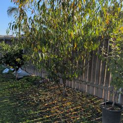 Nectarine Tree