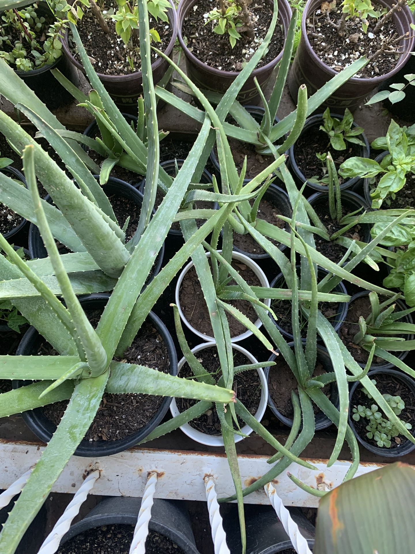 Small Plants Available