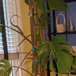 Monstera
