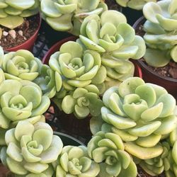 Beautiful Succulents.