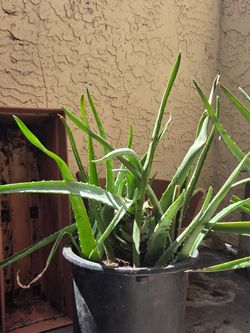 Large Alovera plant 6 empty bot free