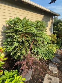 Shrub Mahonia ‘Charity’