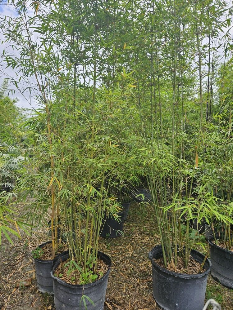 bamboo Instant privacy Hedge for fence
