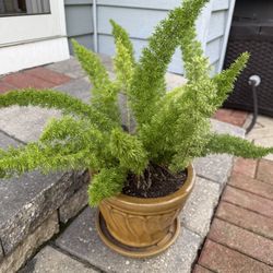 Fox Tail Fern Plant In Ceramic Pot