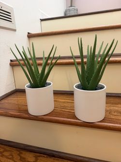 Faux Aloe Vera Plants in White Pots – Set of 2