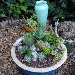 Beautiful Cobalt Blue Enamel Bowl With Multi Cacti & Succulents