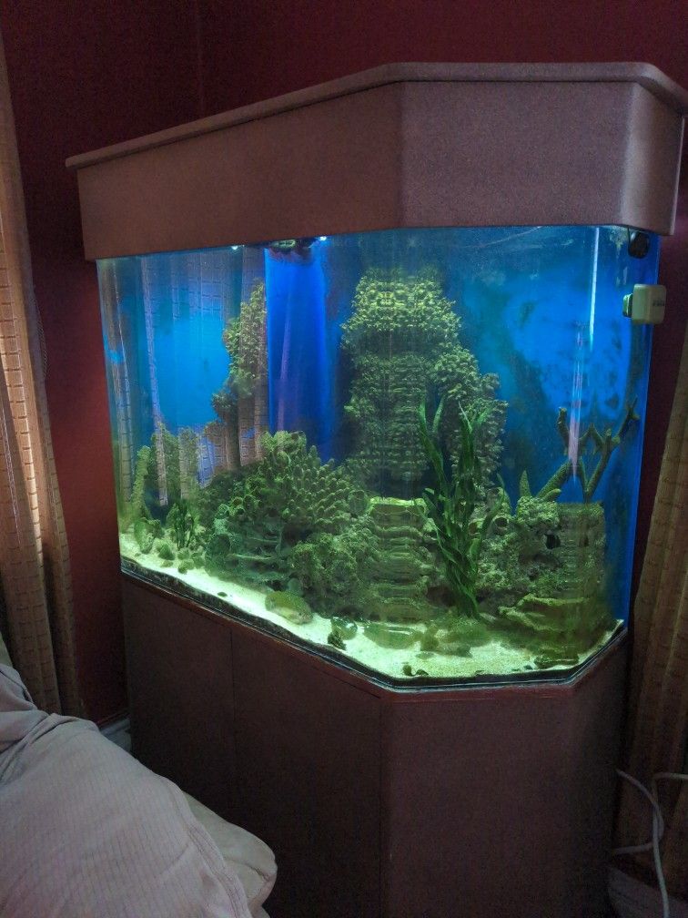 Aquarium Fish Tank