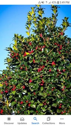 Holly tree 10 ft H