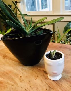 Little lady pot with a lawyers tongue succulent