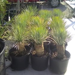 Yuccas Rotrastas Blue 