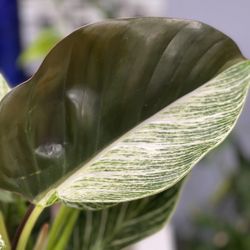 Philodendron BIRKEN In 6 Inches Pot , Rare