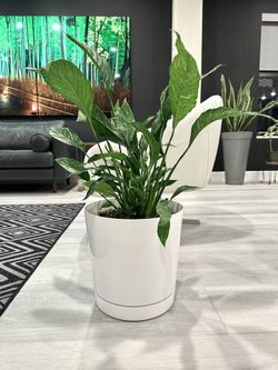 Gorgeous, Peace, Lily, And A Large Plastic Planter. One of the top air purifying houseplants