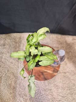 Syngonium