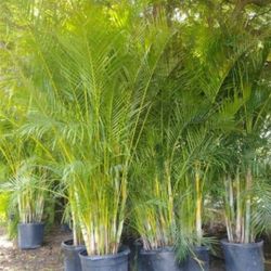 Areas Over 8 Feet Tall Instant Privacy Hedge For Fence