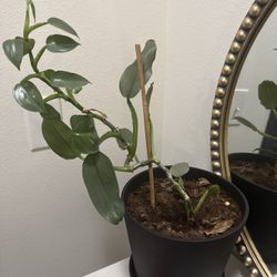 Heartleaf Philodendron Indoor House Plant in Pot