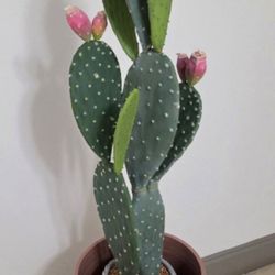 *** NEW LOW PRICE *** 41" Faux Cactus in a 21" Light Pink Resin Planter @ Lasting Creations