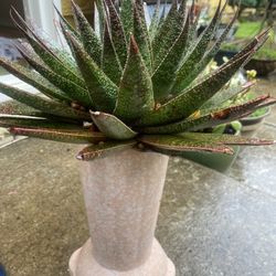 Succulent Plant