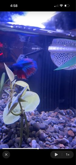 Fish tank with entire set up including food