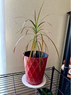 Lucky Dragon Tree – Indoor Plant