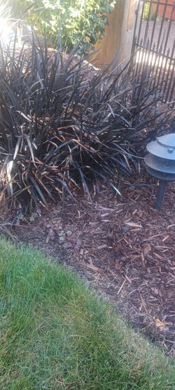 Black mondo grass (Ophiopogon planiscapus 'Nigrescens') is a rare perennial with striking, year-round jet-black foliage