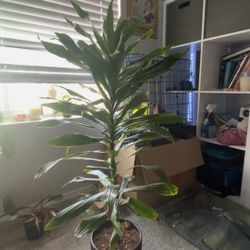 Tall Dracaena Plant in Modern Black Pot