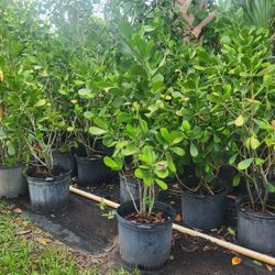 Clusias Plants For Inmediate Privacy!!! 3-4 Feet Tall 