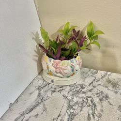 2 Different Tradescantia plants
