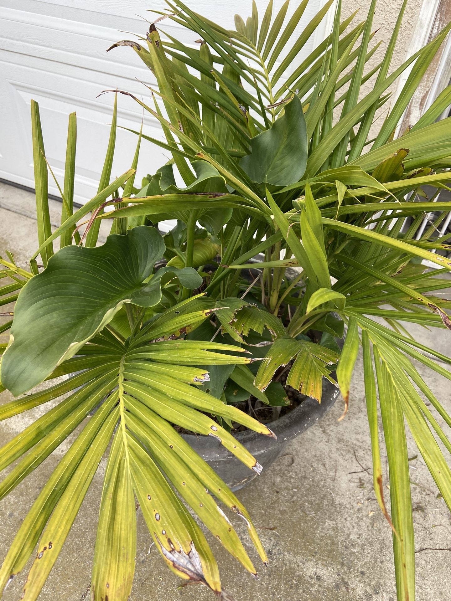 Extra Large Plant With Pot.