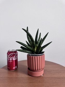 Sansevieria Hedgehog