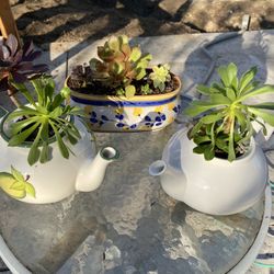 Cute Succulents