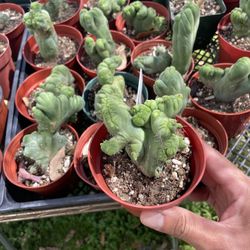 Crested Penis Cactus 🌵🔥🔥