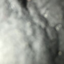 Auto flower seeds auto flower seeds for sale $15 per pack