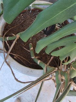 Standing Pot and plant