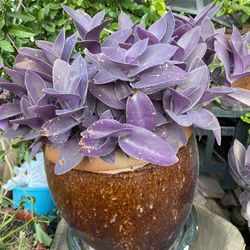 Tradescantia Natural Plant 