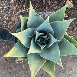 Maguey Little ( I Don’t Know The Name )