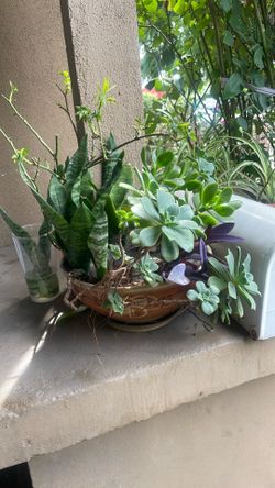 Planta Grande