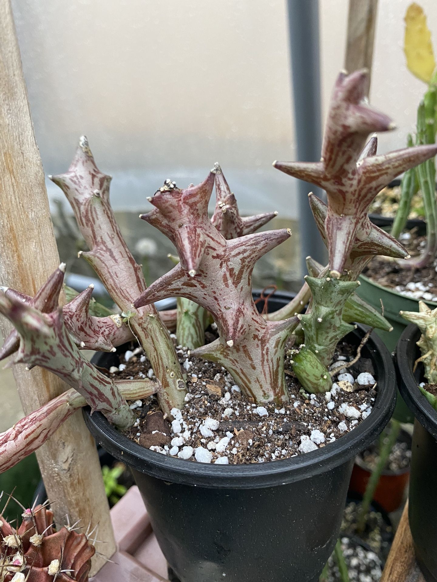 Orbea scheinfurthii Succulent