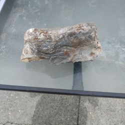 Opalized Petrified Drift Wood