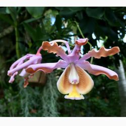  Cigar ORCHID  1-2 Canes  Piece- Tolerant To Florida Weather