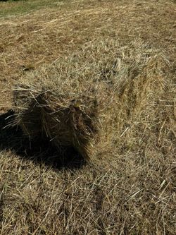 Grass Hay (pesticide free)