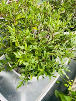 Natural gardenia flower plant