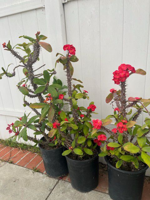 Crown Of Throns Plants  $35 each Pot,  