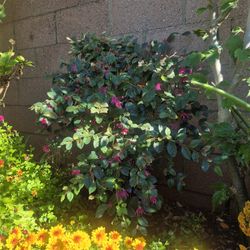 5 Gallon Fringe Flowers 