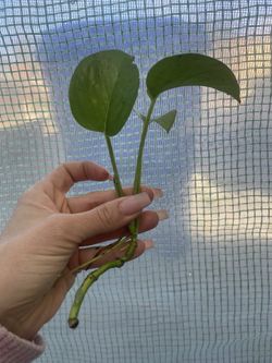 Rooted Pothos Cutting 