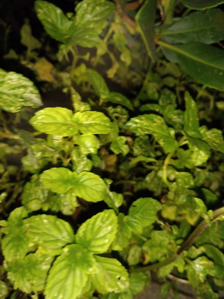 Fresh ORGANIC Mint Plant