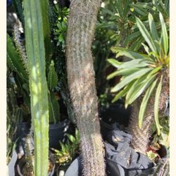 Oh Man Cactus Plant