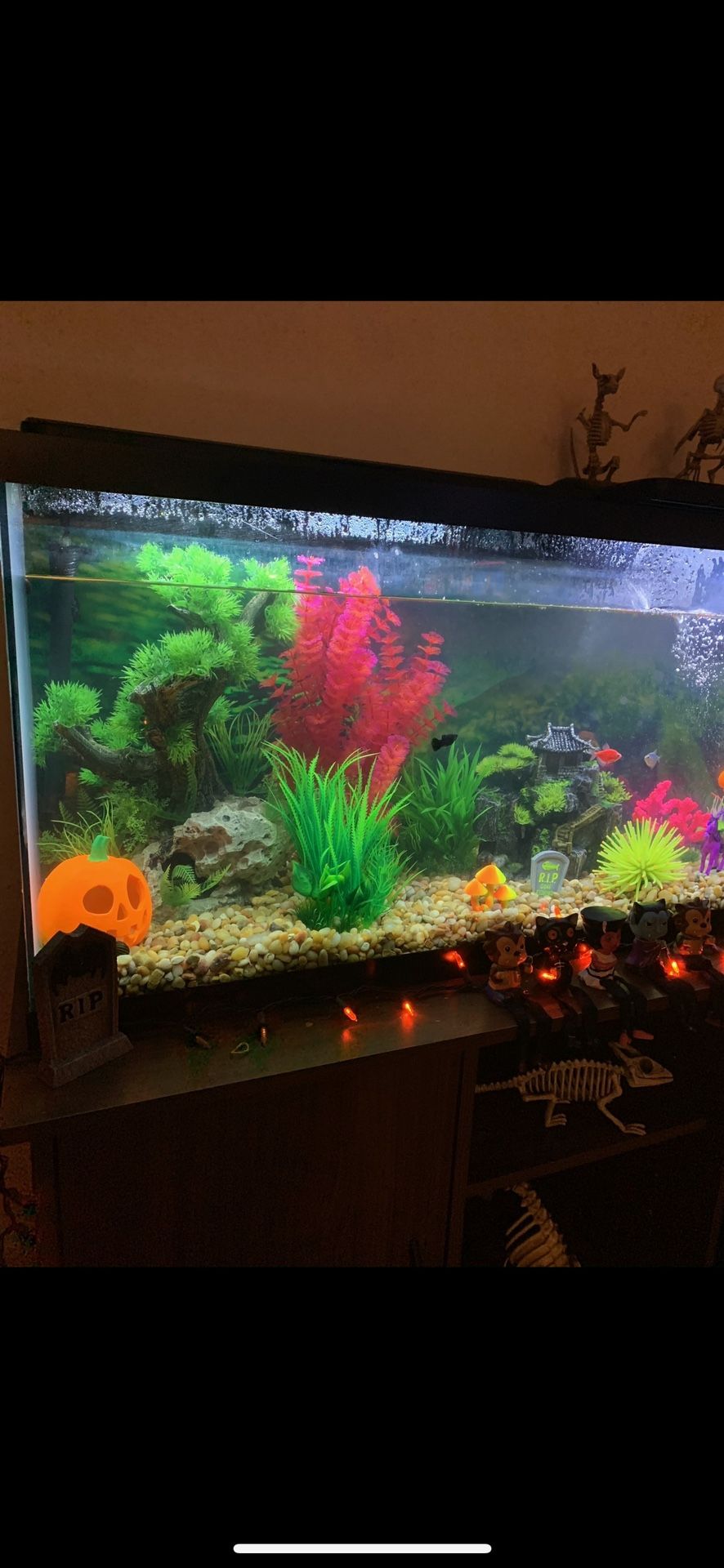 Lightly used 55 Gallon fish tank and stand FREE