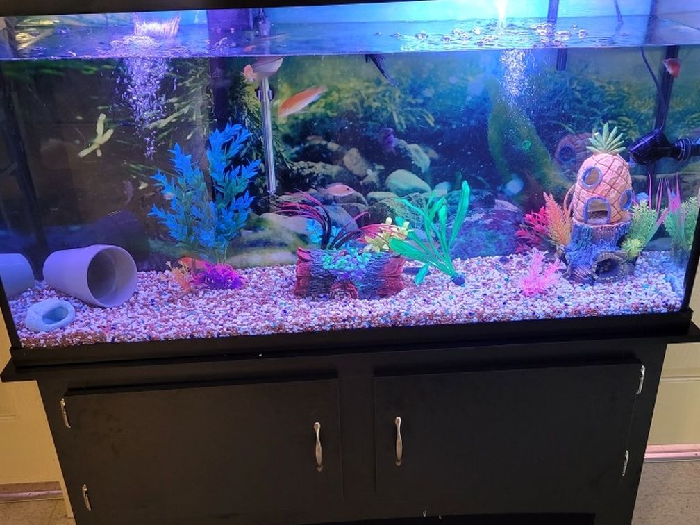 60 Gallon Tank With Stand